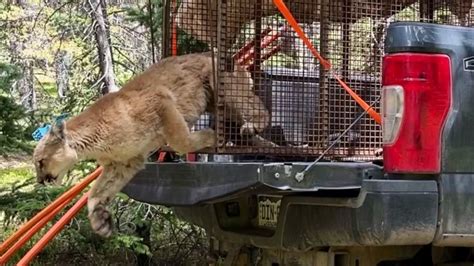 'Nuisance' mountain lion relocated after multiple incidents in Pagosa Springs